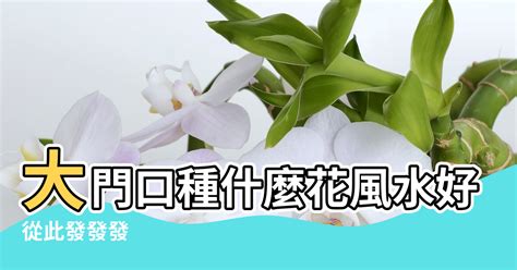 門口種樹風水|大門口適合放什麼植物？風水師推薦發財樹、富貴竹、。